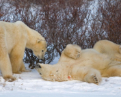 2 polar bears