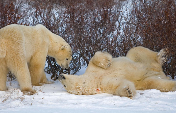 2 polar bears